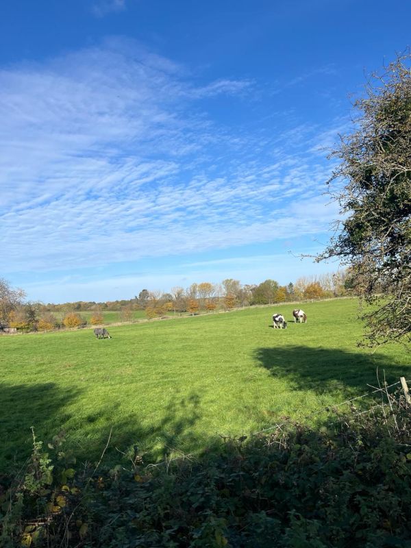 Fields near Margery Wood